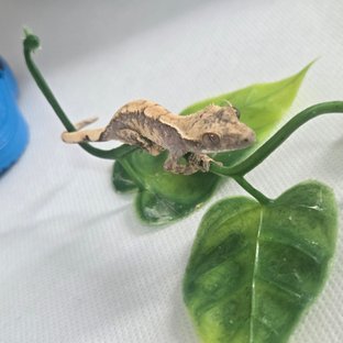 노멀 익스트림할리퀸