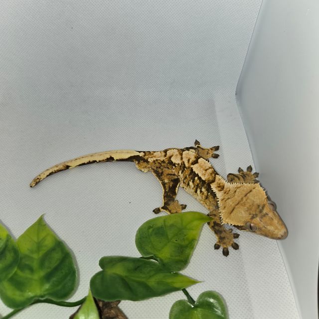 노멀 익스트림할리퀸 트라이 바브