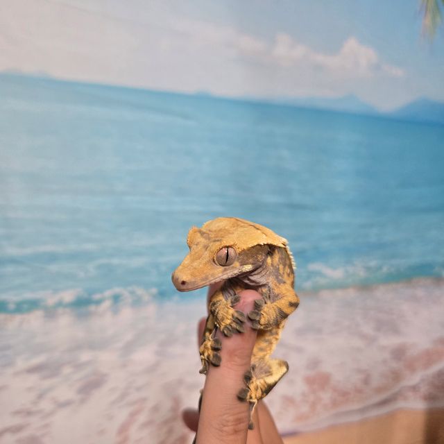 노멀 익스트림할리퀸 트라이 바브