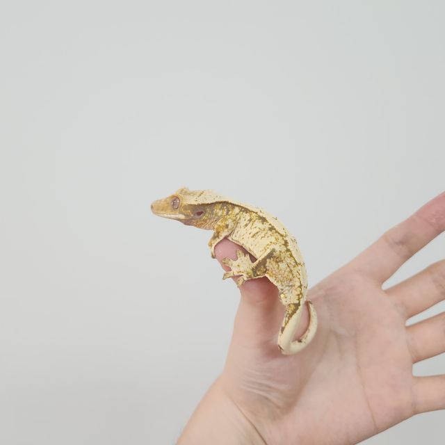 노멀 트라이 드리피