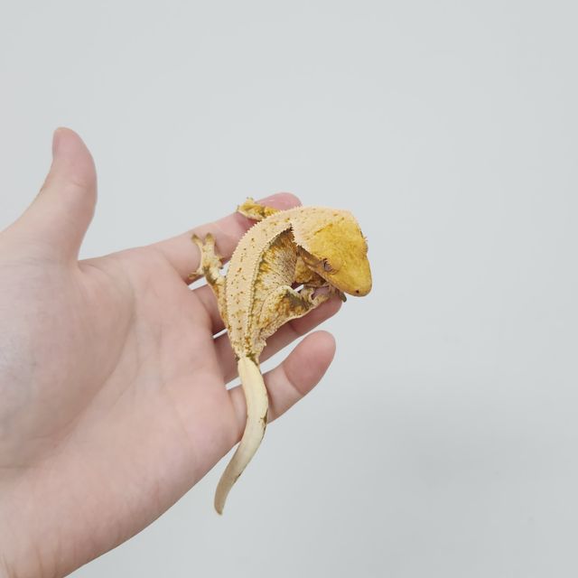 노멀 트라이 드리피