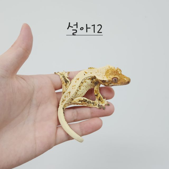노멀 트라이 드리피