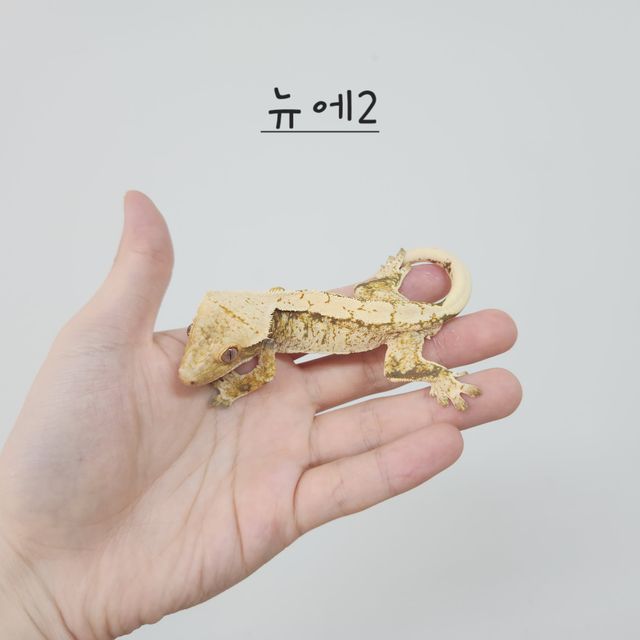노멀 트라이 드리피