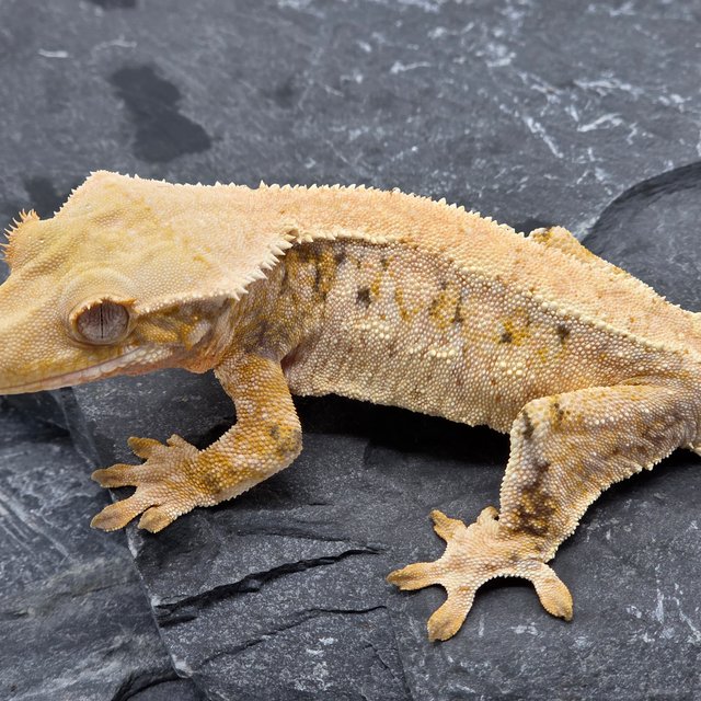 노멀 트라이 화이트스팟