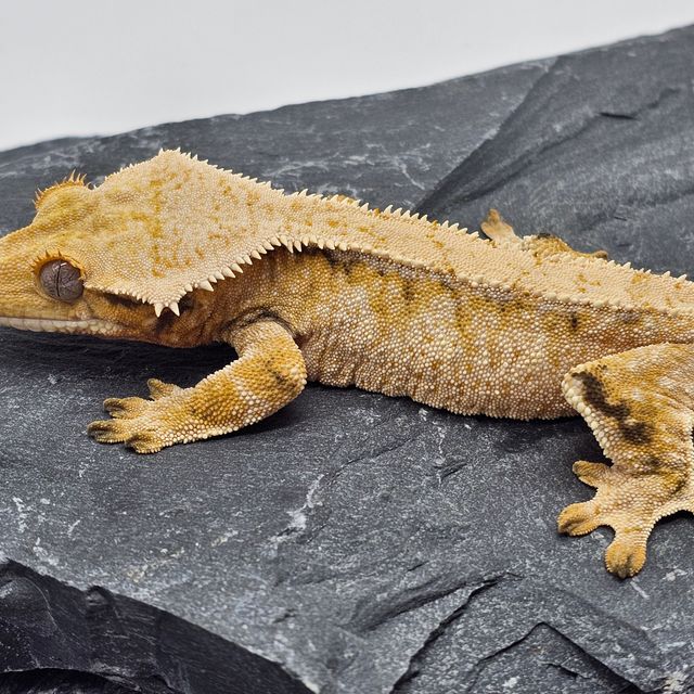 노멀 트라이 레이지