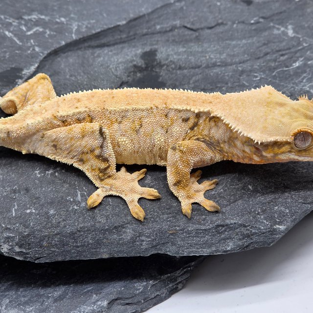 노멀 트라이 화이트스팟