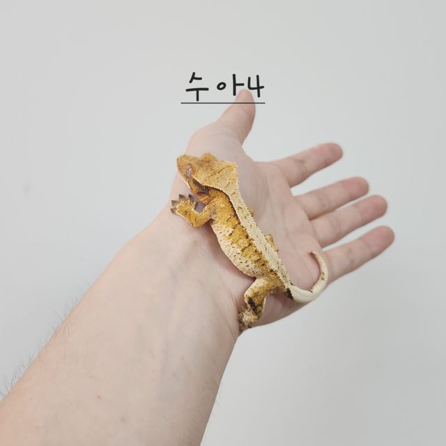 노멀 트라이