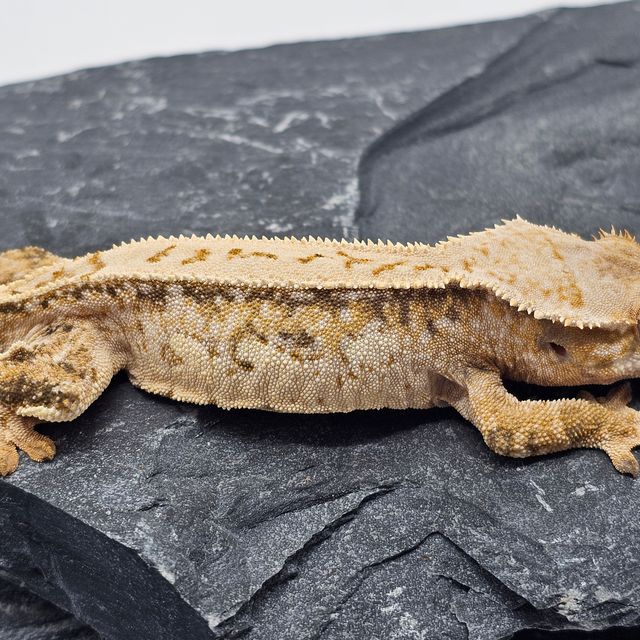 노멀 트라이 드리피 레이지