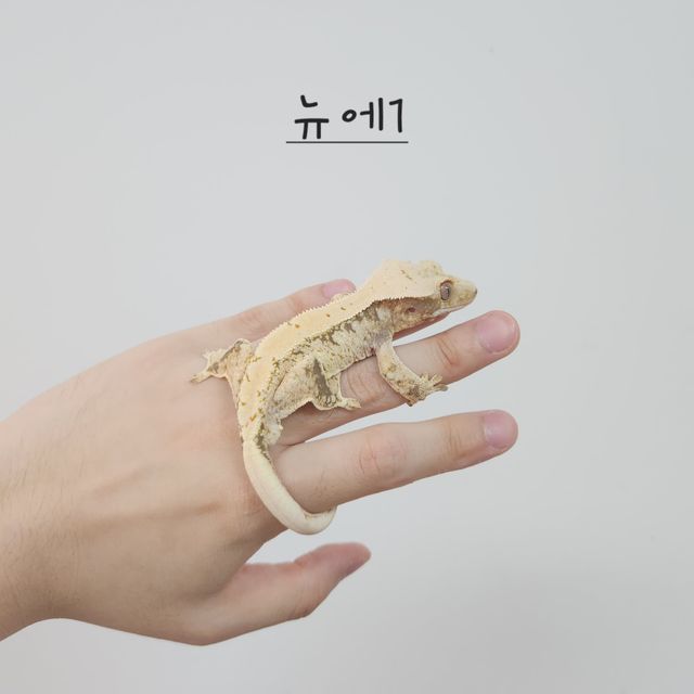 노멀 트라이 드리피