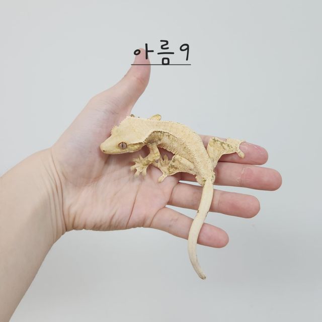 노멀 트라이 드리피