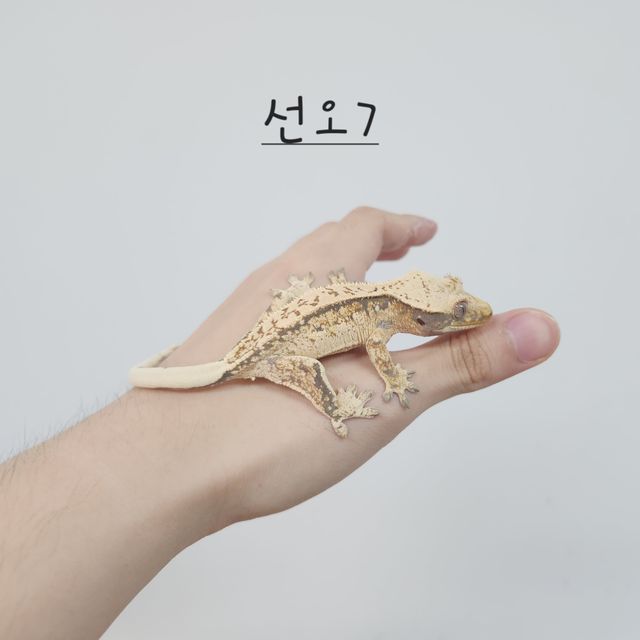 노멀 드리피 트라이