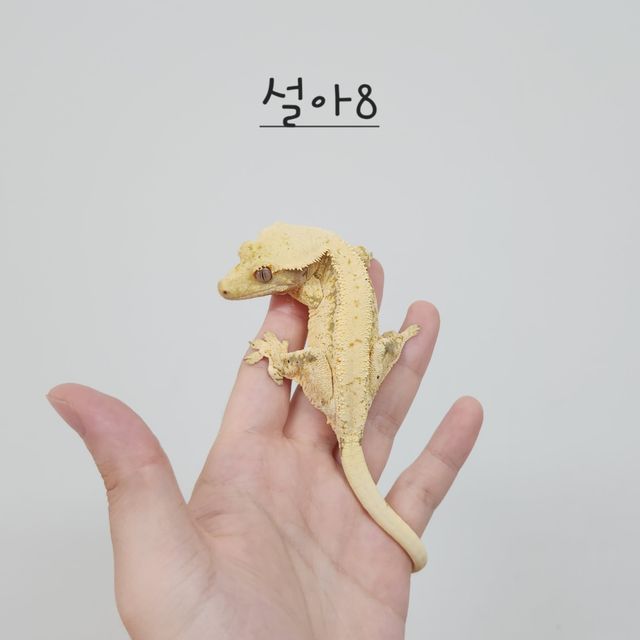 노멀 트라이 드리피