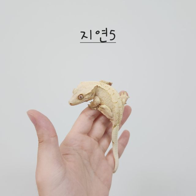 노멀 트라이 드리피