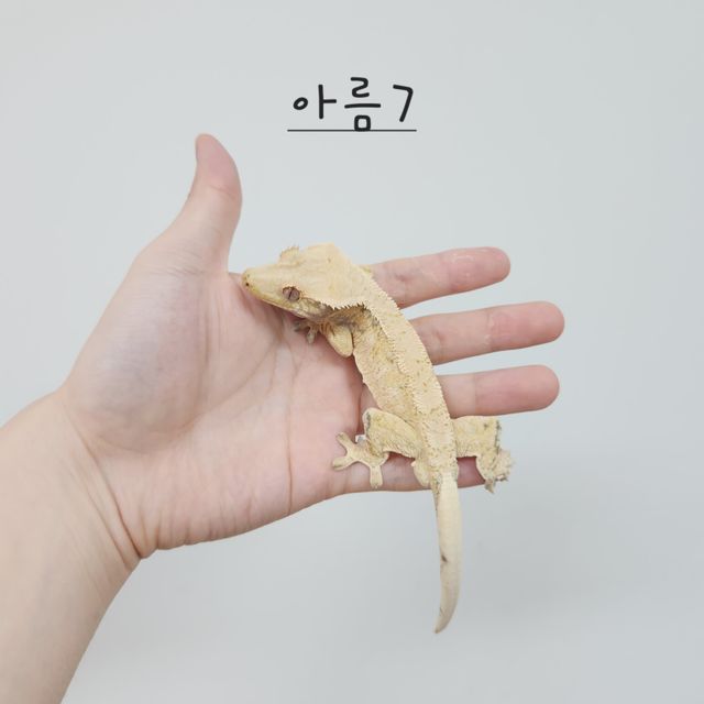 노멀 트라이 드리피