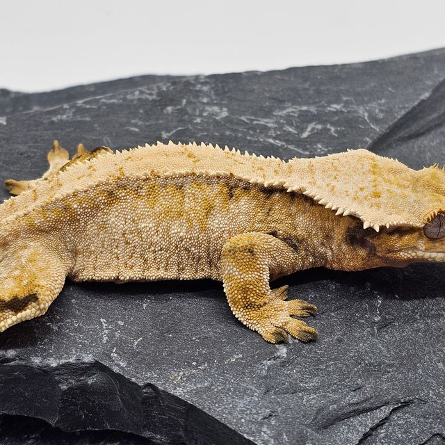 노멀 트라이 레이지