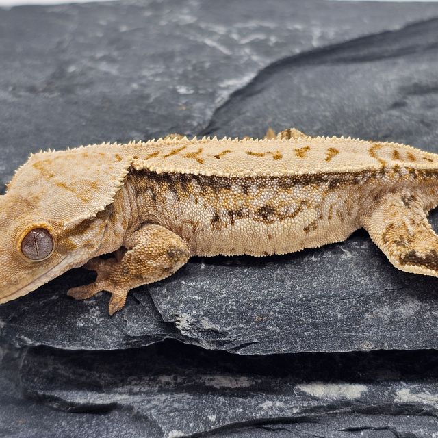 노멀 트라이 드리피 레이지