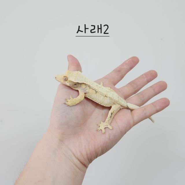 노멀 트라이 드리피