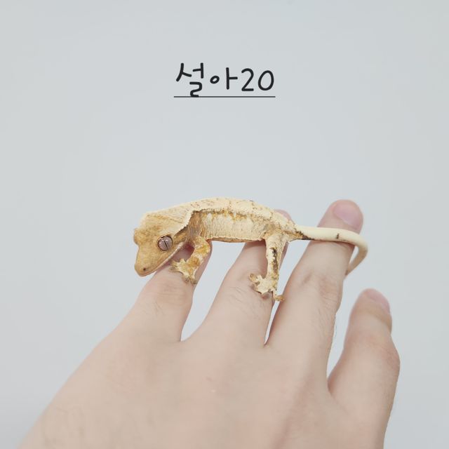 노멀 트라이 드리피