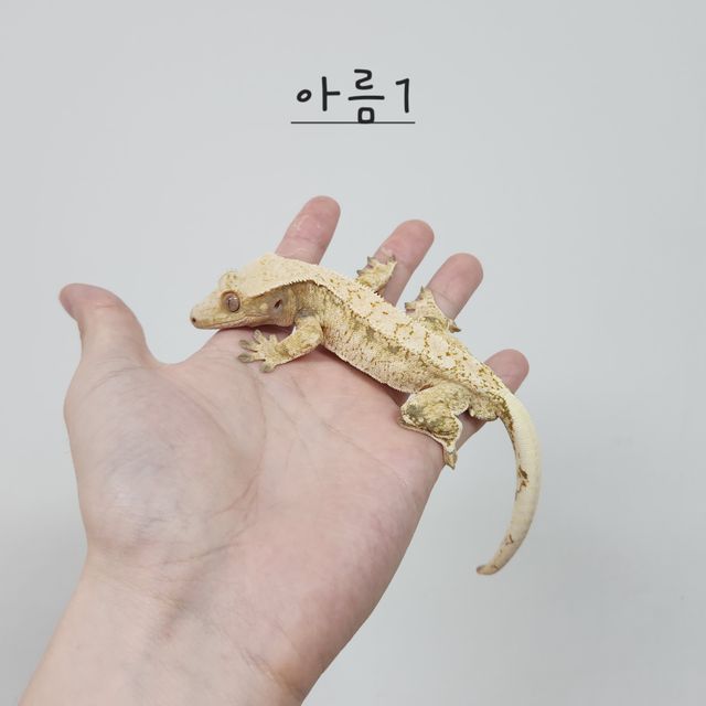 노멀 트라이 드리피