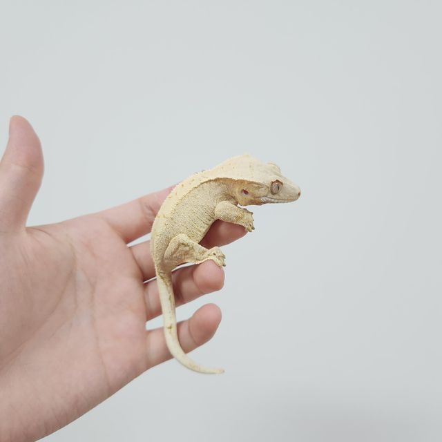 노멀 트라이 드리피