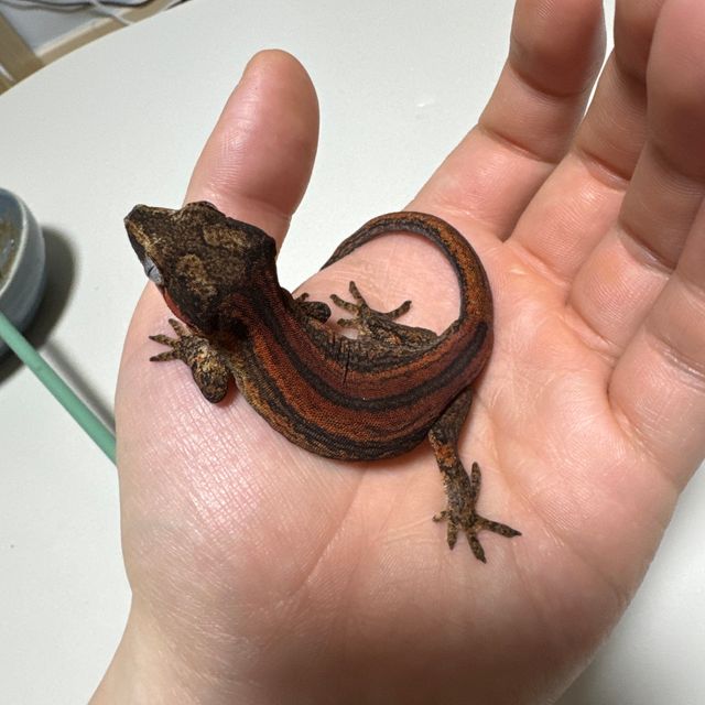 레드 스트라이프