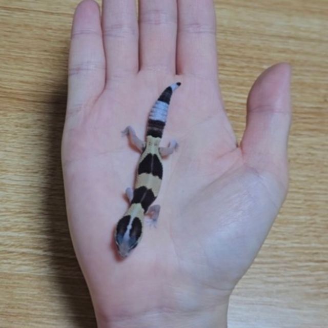 노멀 헷 오레오 헷 패턴리스