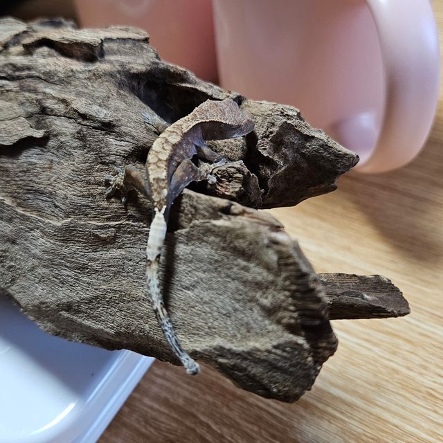 카푸치노
