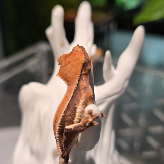 릴리100%헷아잔틱 100%헷초초