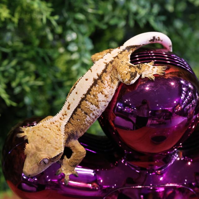 트라이 화이트스팟