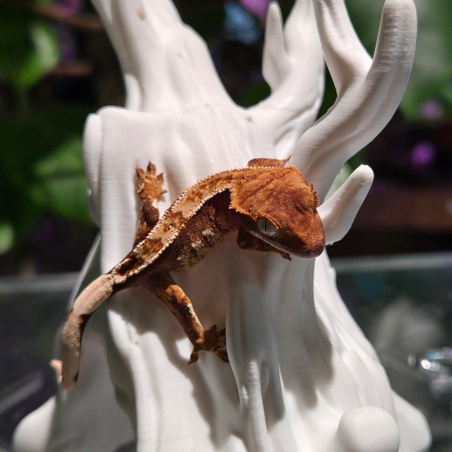 100%헷초초 100%헷아잔틱