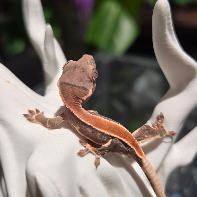 릴리100%헷아잔틱 100%헷초초