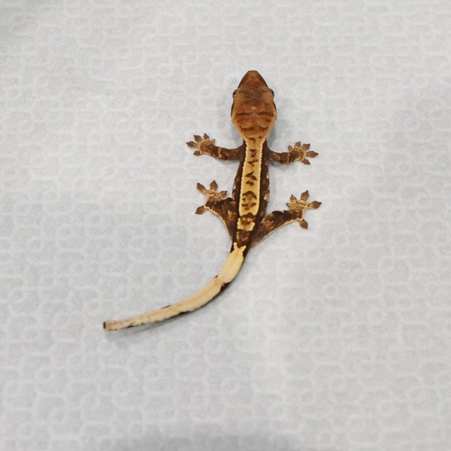 100%헷아잔틱 100%헷초초