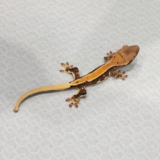 100%헷아잔틱 100%헷초초