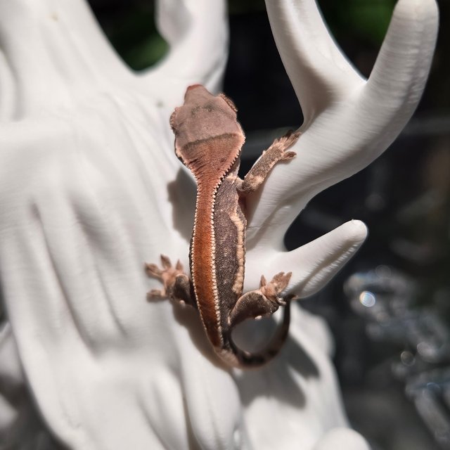 릴리100%헷아잔틱 100%헷초초