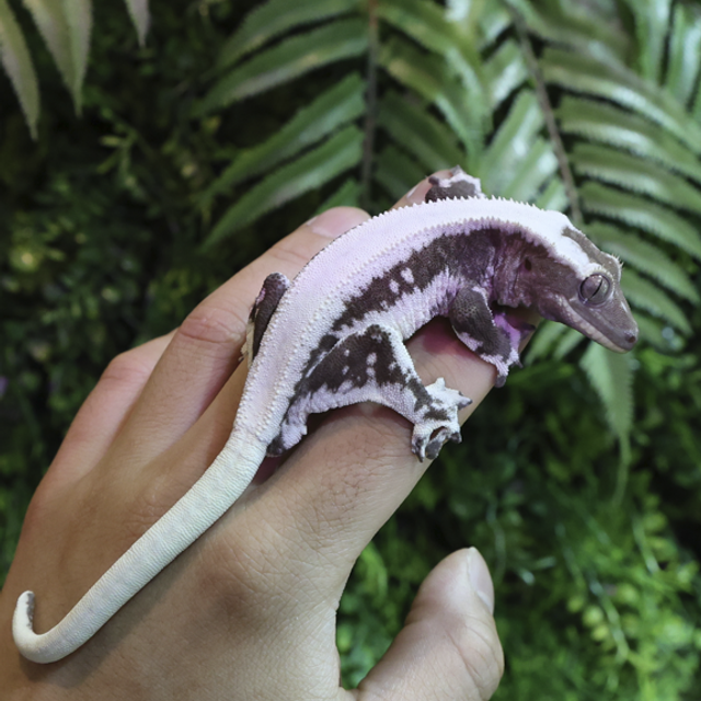 릴잔틱 솔리드백 화이트스팟 화이트핀