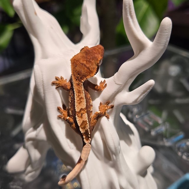 100%헷초초 100%헷아잔틱