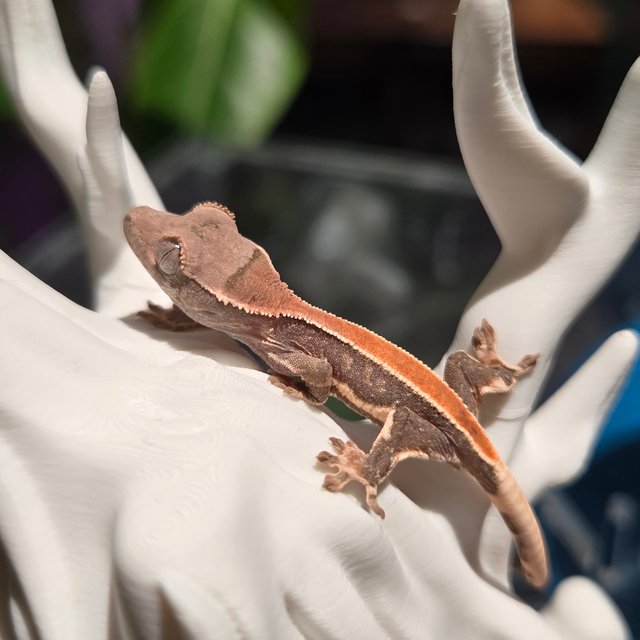 릴리100%헷아잔틱 100%헷초초