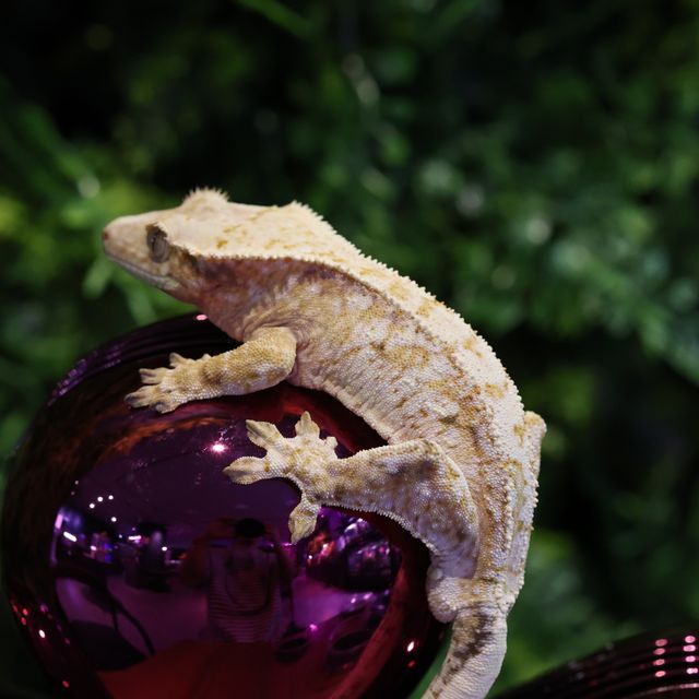 노멀 화이트포트홀