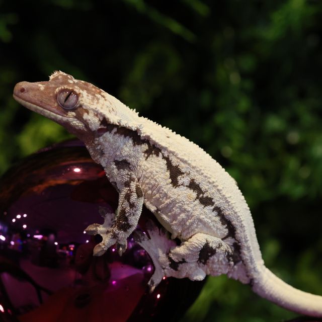 릴리 세이블 화이트핀