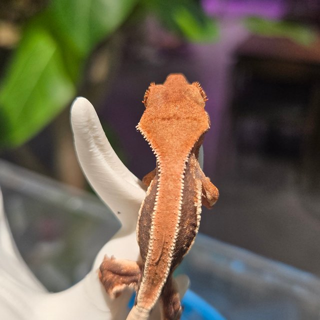 릴리100%헷아잔틱 100%헷초초