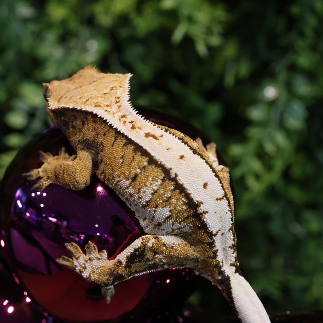 트라이 화이트스팟