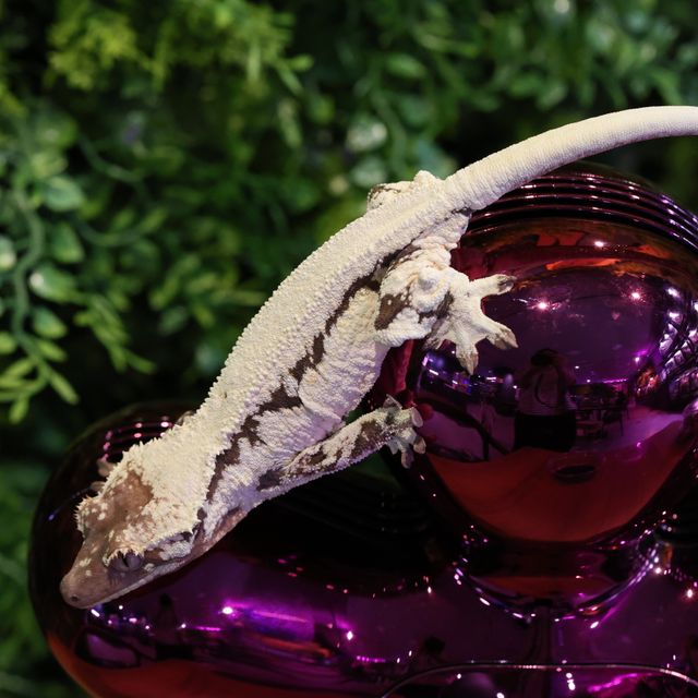 릴리 세이블 화이트핀