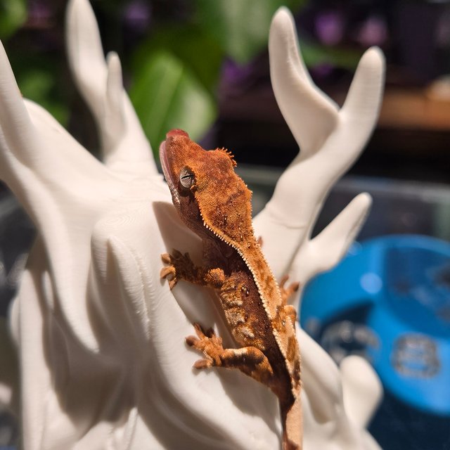 100%헷초초 100%헷아잔틱