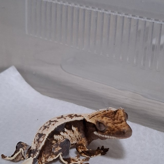 노멀 화이트스팟 화이트