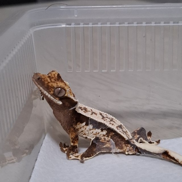 노멀 화이트스팟 화이트