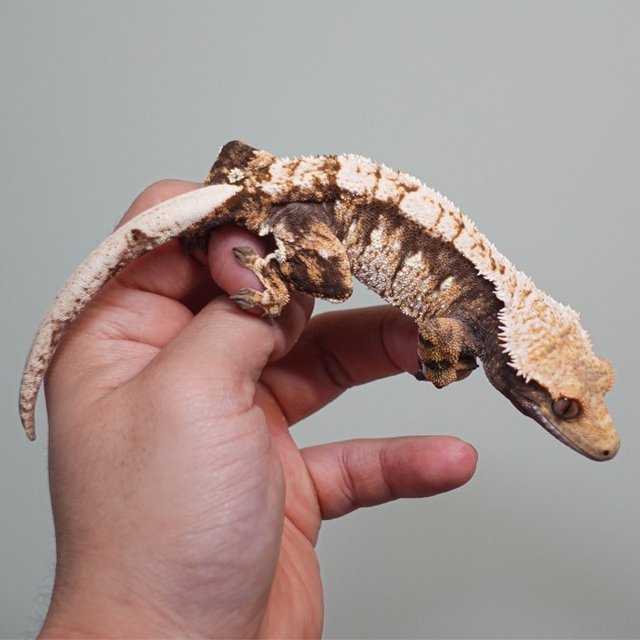 트라이 익스트림할리퀸 화이트스팟 화이트포트홀 화이트핀