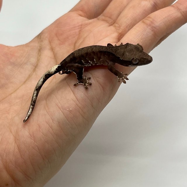 챠콜 화이트포트홀 화이트스팟