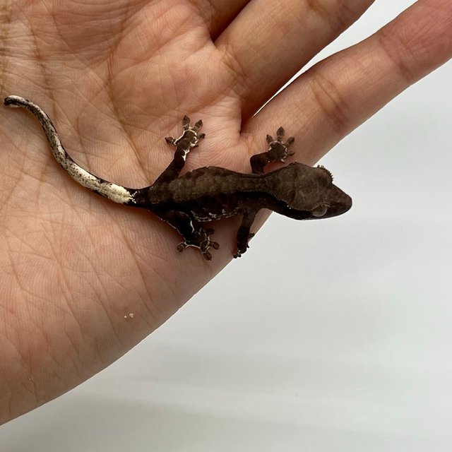 챠콜 화이트포트홀 화이트스팟