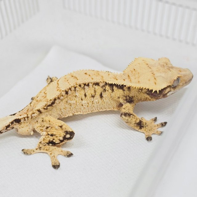 노멀 화이트스팟