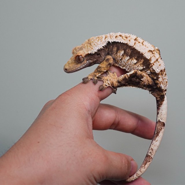 트라이 익스트림할리퀸 화이트스팟 화이트포트홀 화이트핀